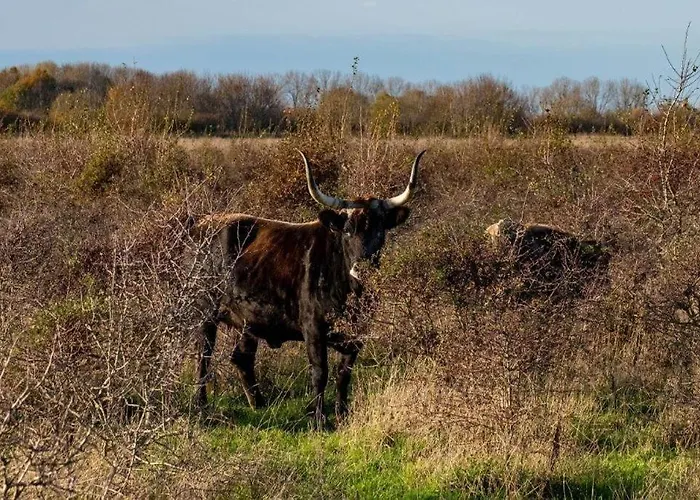 Heuvel Zicht * 奥斯